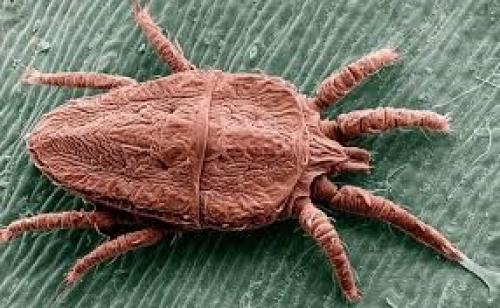 Аллергия на пылевого клеща комаровский. Аллергия на пыль