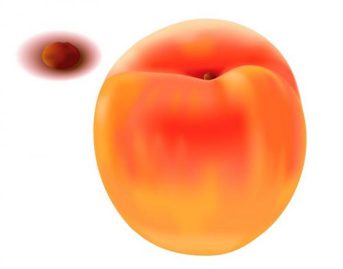 Какие основные принципы и правила следует соблюдать при создании фигуры по типу персика. Рисуем реалистичные персики в Adobe Illustrator