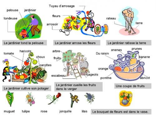 Название растений на французском. Плодовый сад и огород на французском языке