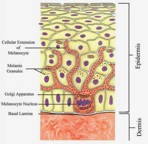 Я избавилась пигментных пятен лице. Что выбрать - крем, IPL, лазерные шлифовки или химические пилинги?