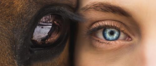 Типы глаз. Характерные особенности человека от формы глаз
