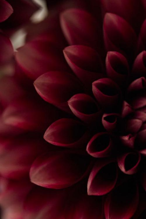 Цвет марсала, палитра. Всё, что нужно знать о цвете Марсала