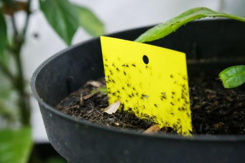 Почему в цветах заводятся мошки и как от них избавиться. Мошки в комнатных цветах: как избавиться быстро и эффективно, обзор народных методов + инструкция