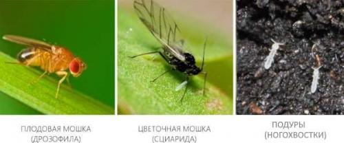 Как избавиться от мошек в квартире. 6 фактов о фруктовой дрозофиле 02