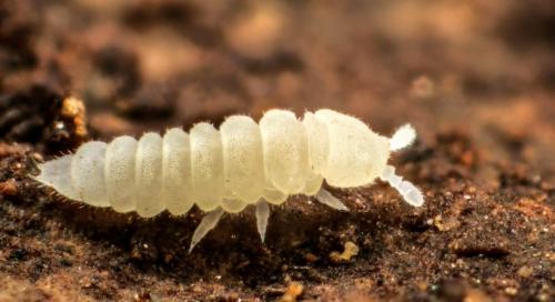 Почему в цветах заводятся мошки и как от них избавиться. Мошки в комнатных цветах: как избавиться быстро и эффективно, обзор народных методов + инструкция