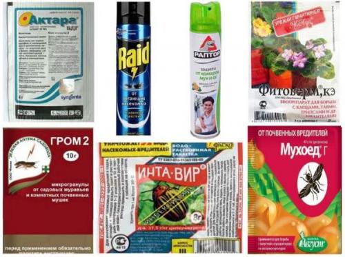 Как избавиться от мошек в квартире. 6 фактов о фруктовой дрозофиле 03