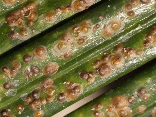 Почему в цветах заводятся мошки и как от них избавиться. Мошки в комнатных цветах: как избавиться быстро и эффективно, обзор народных методов + инструкция