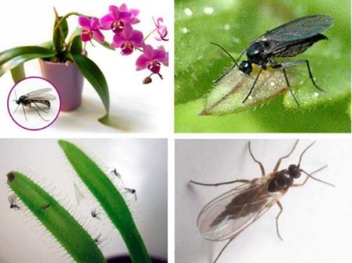 Как избавиться от мошек в квартире. 6 фактов о фруктовой дрозофиле 01