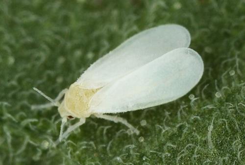 Почему в цветах заводятся мошки и как от них избавиться. Мошки в комнатных цветах: как избавиться быстро и эффективно, обзор народных методов + инструкция