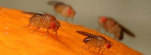 Мошки на балконе откуда и как избавиться. Как избавиться от мелких мошек в квартире или доме