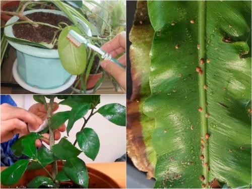 Почему в цветах заводятся мошки и как от них избавиться. Мошки в комнатных цветах: как избавиться быстро и эффективно, обзор народных методов + инструкция