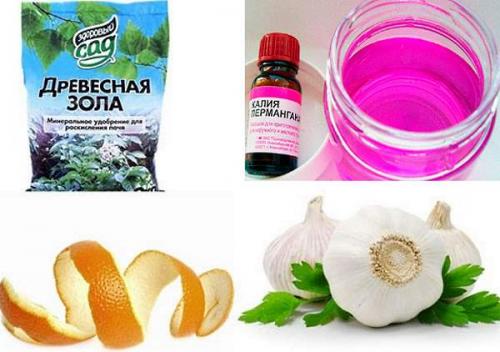 Как избавиться от мошек в квартире. 6 фактов о фруктовой дрозофиле 04