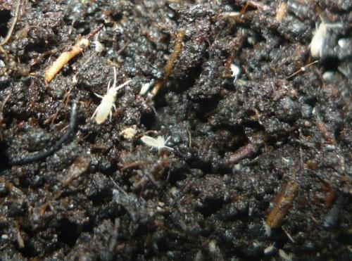 Почему в цветах заводятся мошки и как от них избавиться. Мошки в комнатных цветах: как избавиться быстро и эффективно, обзор народных методов + инструкция