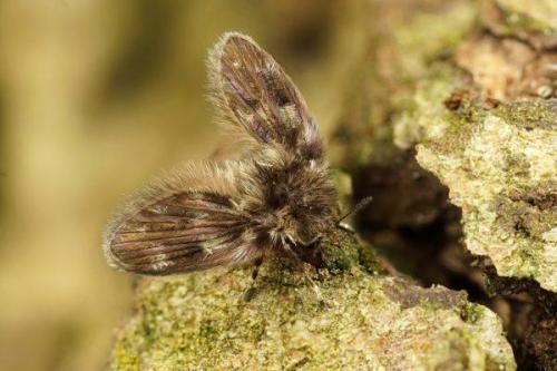 Мошки на балконе откуда и как избавиться. Как избавиться от мелких мошек в квартире или доме