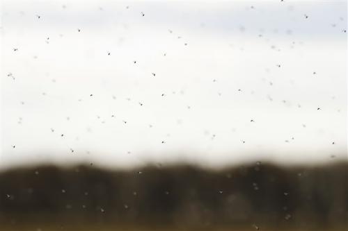 Мелкие мошки в доме, как от них избавиться быстро. Откуда появляются домашние мошки и как от них избавиться