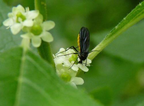 Мошки на балконе откуда и как избавиться. Как избавиться от мелких мошек в квартире или доме