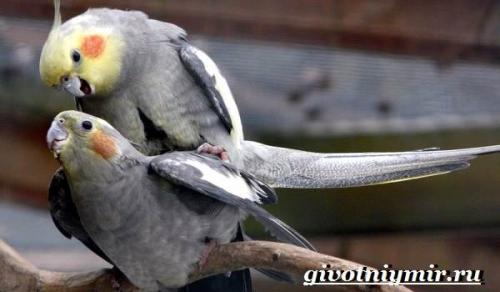 Все о карелах. Особенности и описание попугая корелла