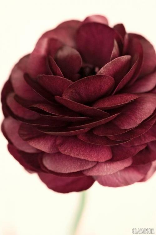 Что значит цвет Марсала. Всё, что нужно знать о цвете Марсала