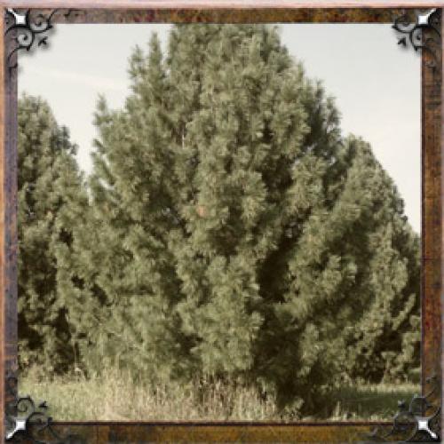 Карма имени Галина. Тайна имени Галина — характер, значение и судьба