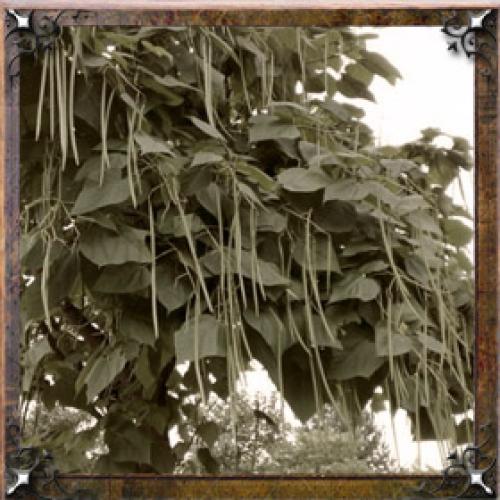 Карма имени Галина. Тайна имени Галина — характер, значение и судьба