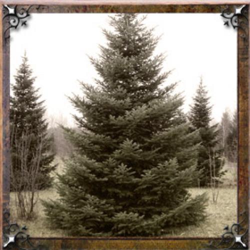 Тайна имени Алина проект. Тайна имени Алина — характер, значение и судьба