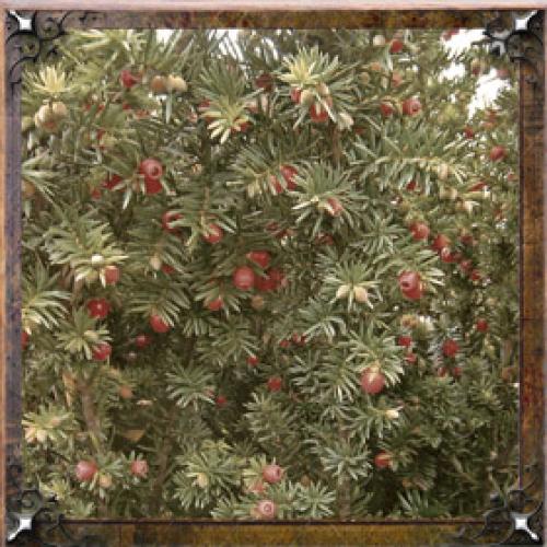 Тайна имени Алина проект. Тайна имени Алина — характер, значение и судьба