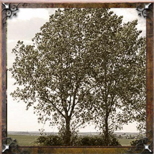 Тайна имени Алина проект. Тайна имени Алина — характер, значение и судьба