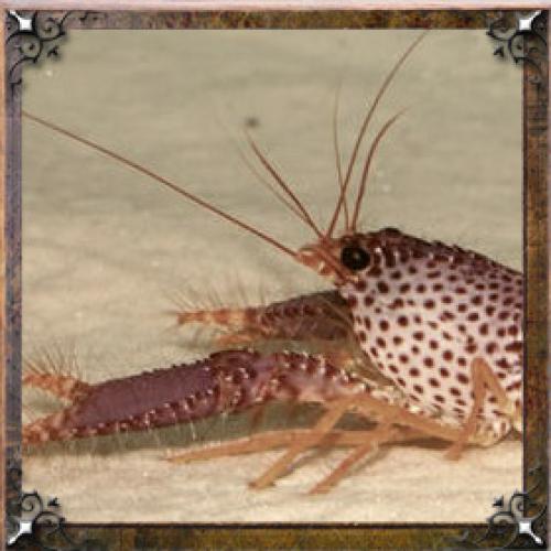 Тайна имени Алина проект. Тайна имени Алина — характер, значение и судьба